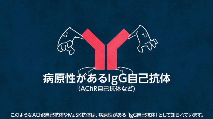 病原性があるIgG自己抗体（IgG）