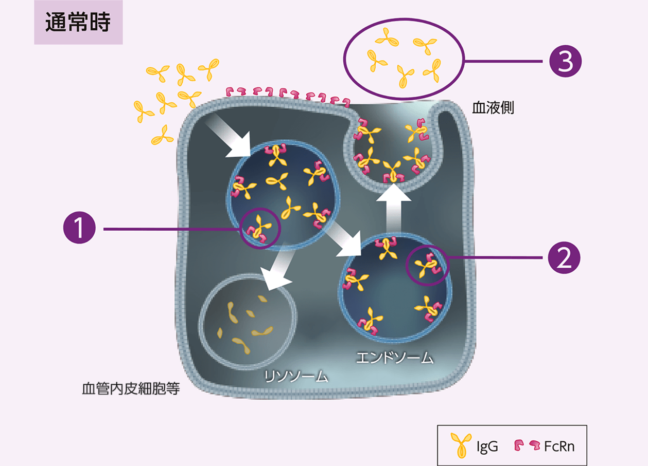 通常、FcRnはIgGをリサイクリングし、IgGの血中濃度を保っています