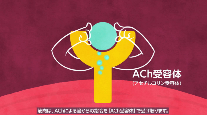 アセチルコリン受容体（AChR）