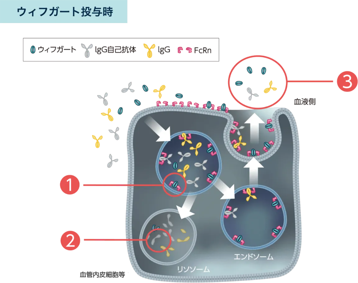ウィフガートは、IgG自己抗体を含むIgGがFcRnに結合するのを防ぎ、分解を促進し、その血中濃度を下げます
