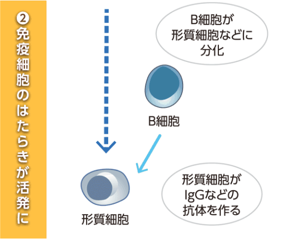 ②免疫細胞のはたらきが活発に