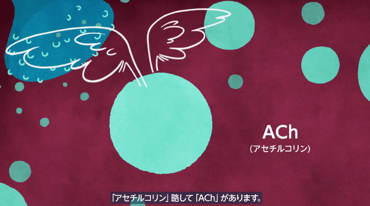 アセチルコリン（ACh）