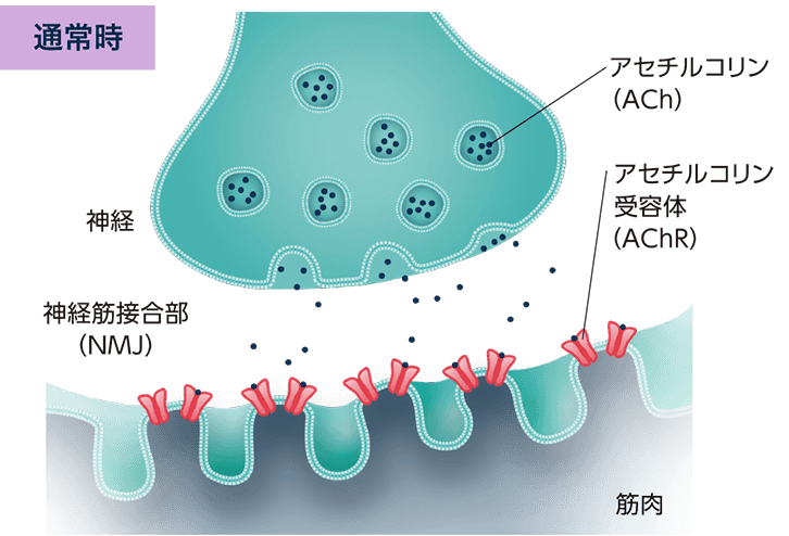 通常の神経筋接合部のはたらき