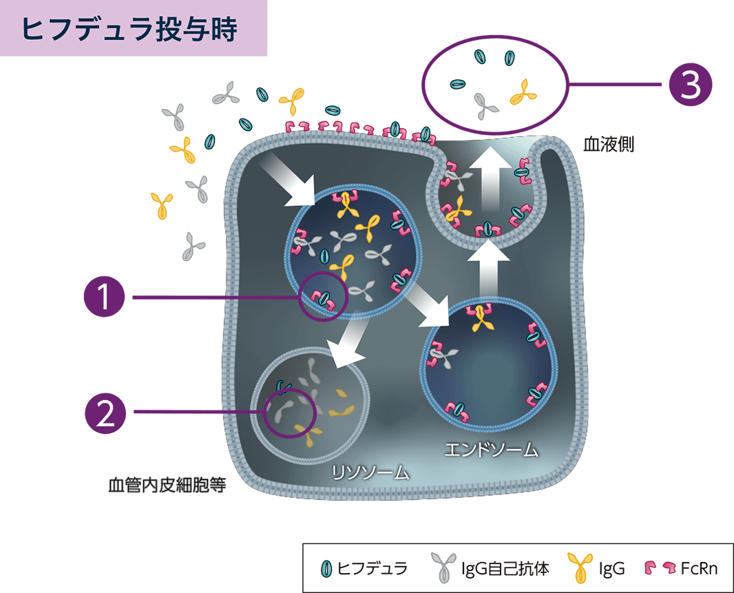 ヒフデュラは、IgG自己抗体を含むIgGがFcRnに結合するのを防ぎ、分解を促進し、その血中濃度を下げます