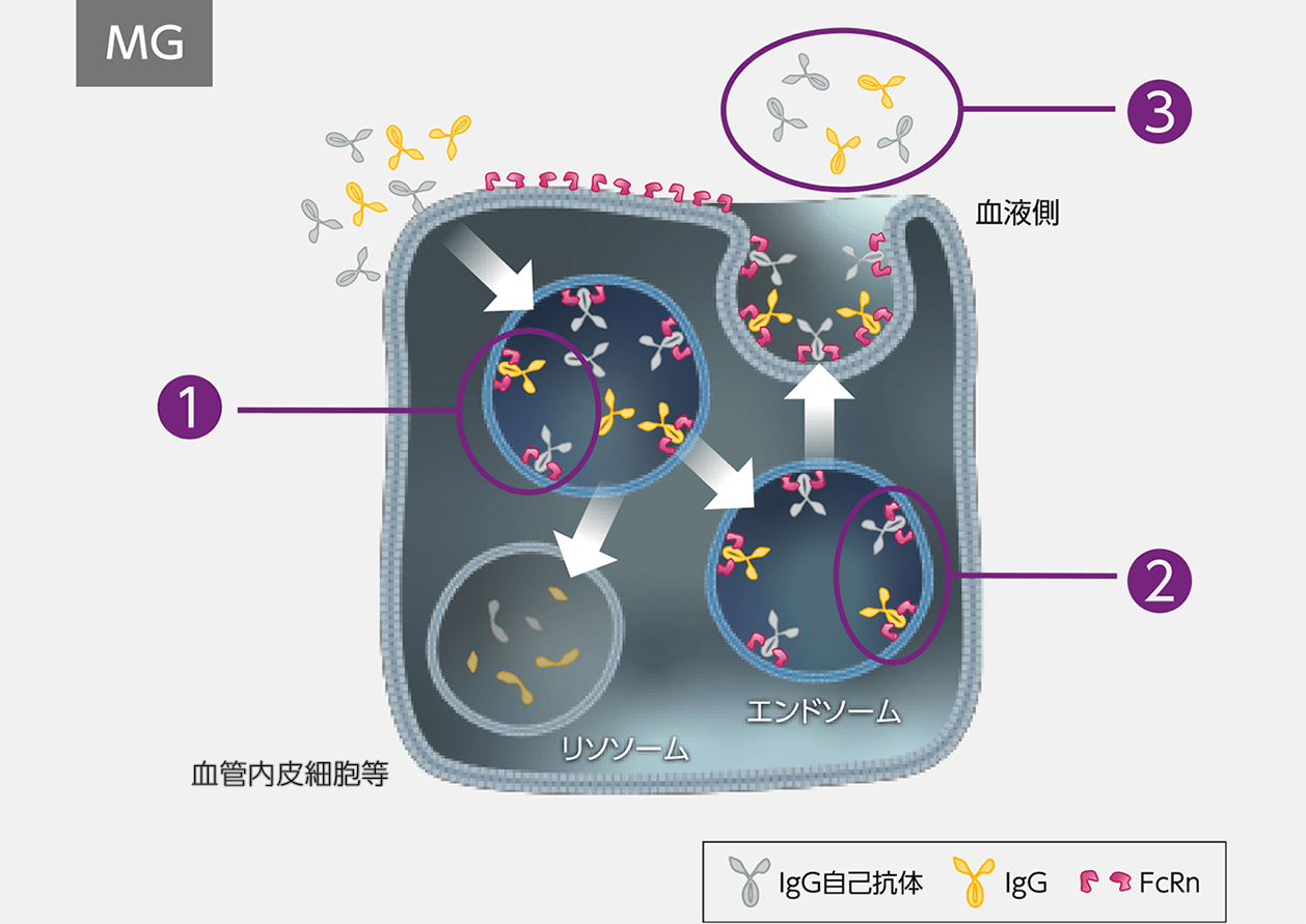 MG患者さんではからだの中でIgG自己抗体がつくられているため、 FcRnはIgG自己抗体を含むIgGをリサイクリングし、その血中濃度を保っています