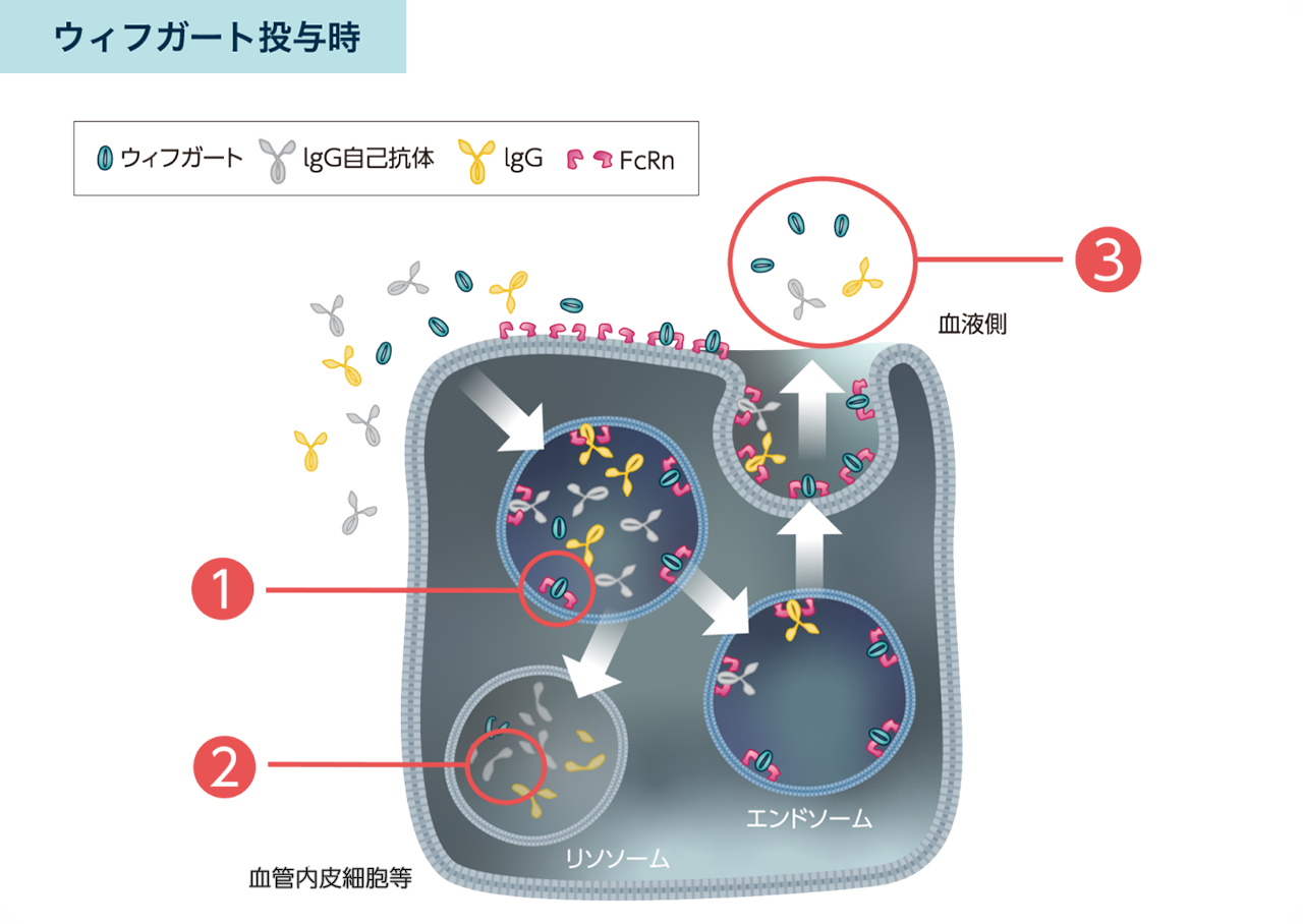 ウィフガートは、IgG自己抗体を含むIgGがFcRnに結合するのを防ぎ、分解を促進し、その血中濃度を下げます。