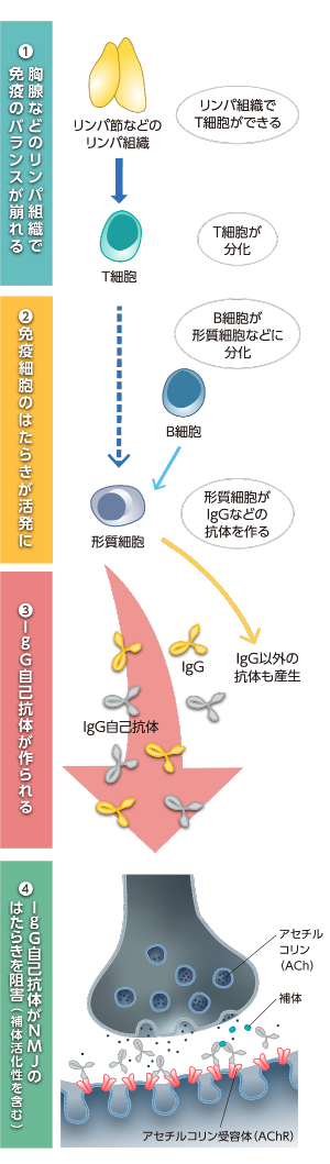 MGの症状が出るしくみ
