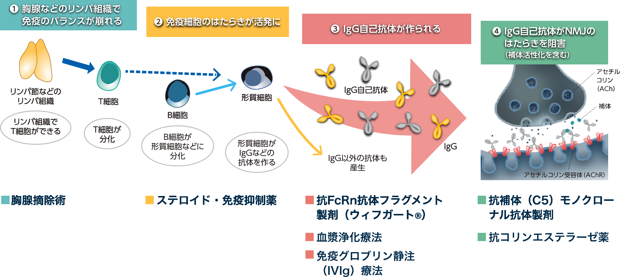 MGの症状が出るしくみ