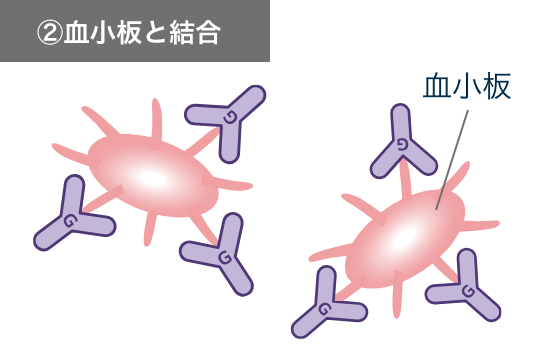血小板と結合