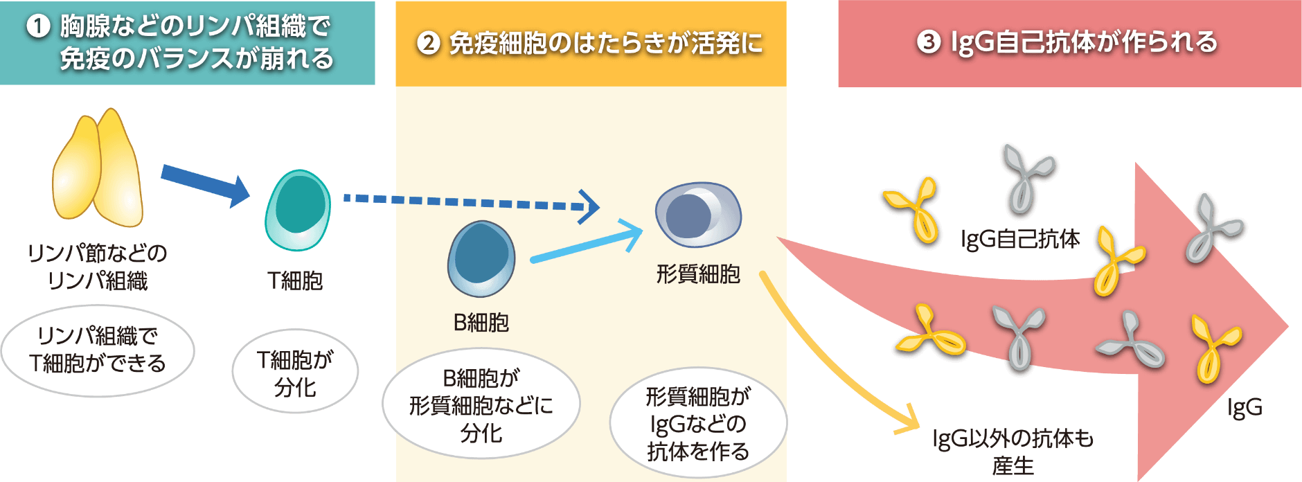 ステロイド・免疫抑制薬