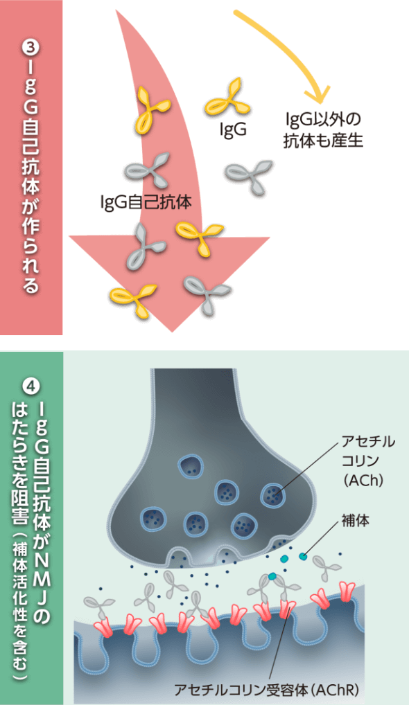 抗補体（C5）モノクローナル抗体製剤