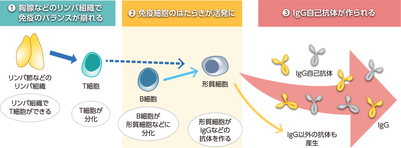 ステロイド・免疫抑制薬